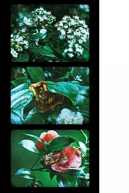 Flowers (III)